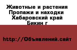 Животные и растения Пропажи и находки. Хабаровский край,Бикин г.